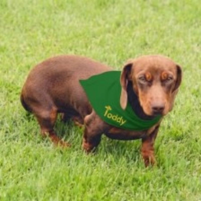 Bandana Pet Verde e Amarela