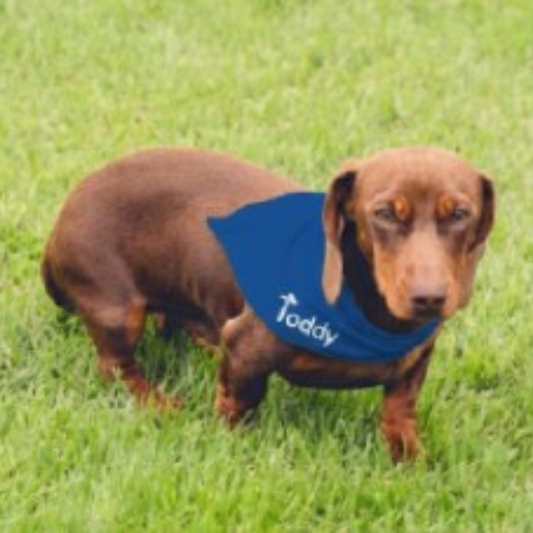 Bandana Pet Branco e Azul